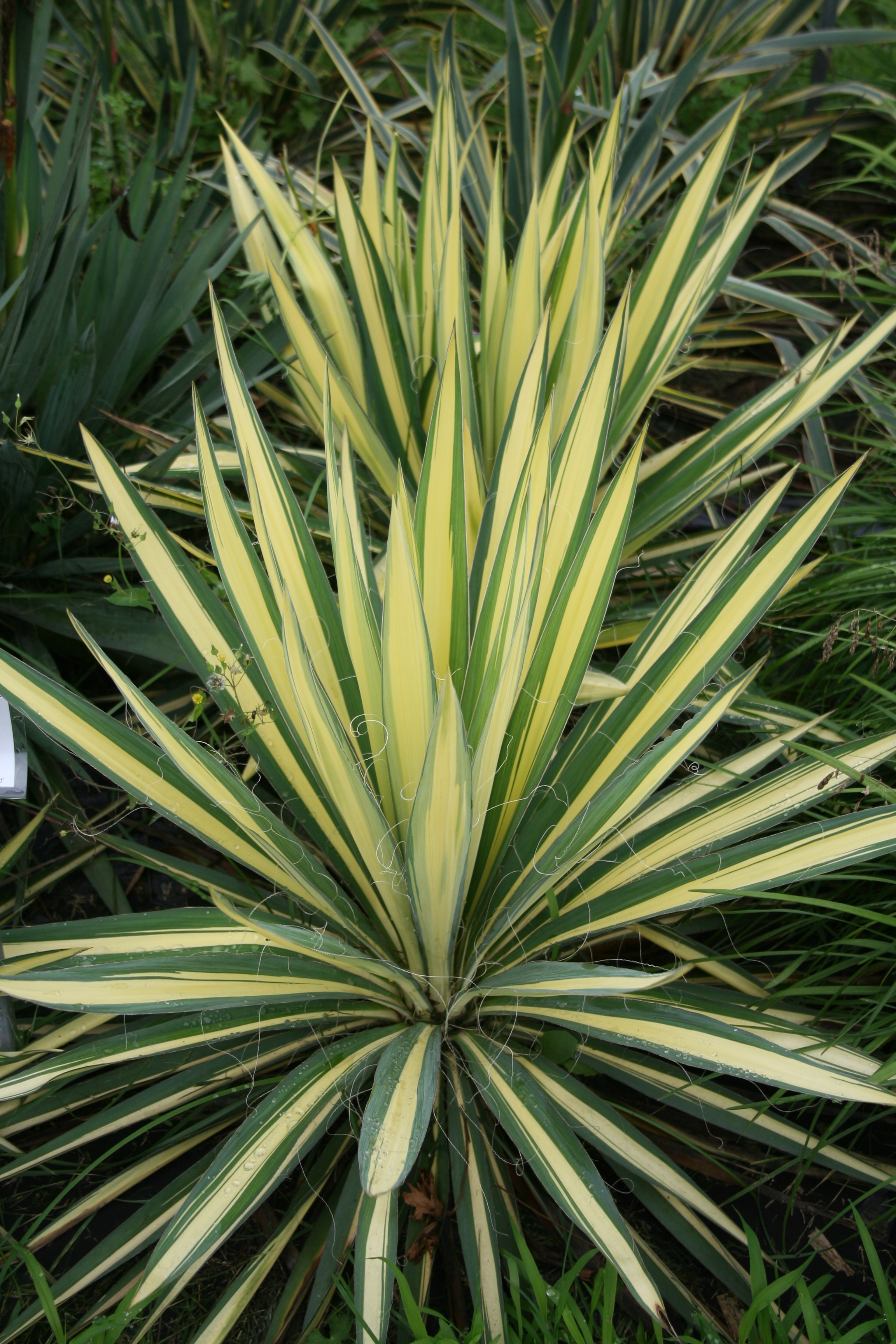 Yucca filamentosa 'Golden Sword'